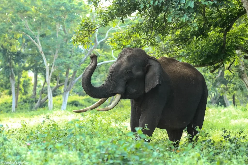 An elephant symbolizing Tusker's B-BBEE Ownership solutions named after renowned elephant parks.